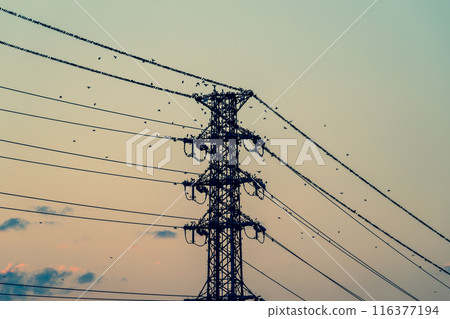 夏日傍晚，一大群八哥聚集在輸電塔上 A-3 青色 116377194