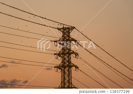 夏日黃昏，大群八哥聚集在輸電塔上 A-5 暖色 高飽和度 116377196