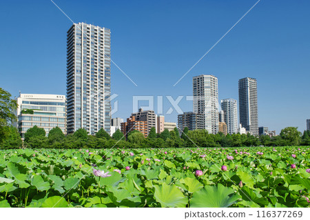 東京上野公園不忍池蓮花 東京上野公園不忍池蓮花 116377269
