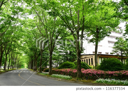 Roads around Hotel Epinard Nasu in Nasu Highlands, Nasu Town, Tochigi Prefecture 116377334