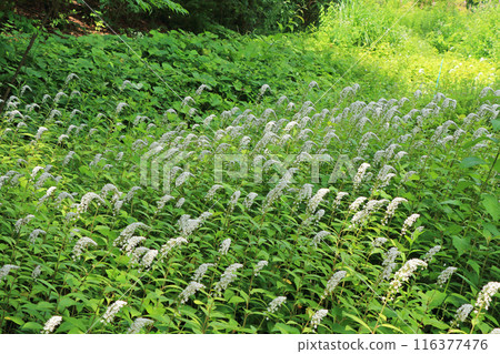 Alps Azumino National Park: Terraced Flower Fields 116377476