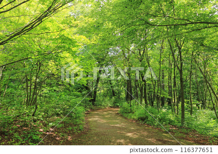 國家阿爾卑斯山安zu野公園H金和穗高地區森林小徑 116377651