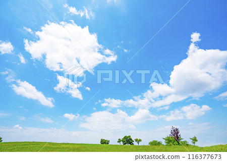 夏天藍天和草甸 116377673