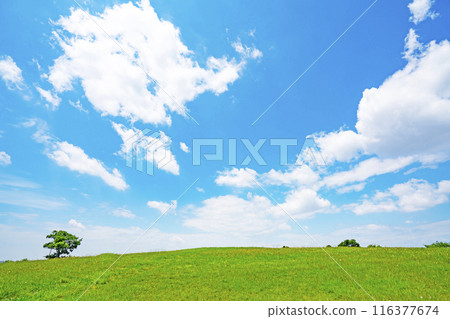 Summer blue sky and meadow Summer blue sky and meadow 116377674