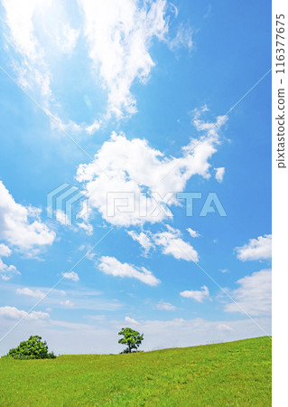 夏天藍天和草甸 夏天藍天和草甸 116377675