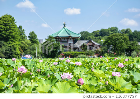 東京上野公園不忍池蓮花 東京上野公園不忍池蓮花 116377757