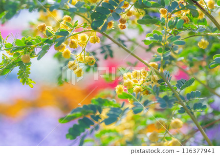 Mimosa Colorful Fairy Tale 116377941