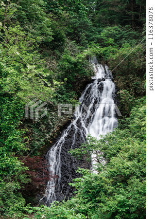 七瀧(秋田縣小坂町) 七瀧(秋田縣小坂町) 116378078