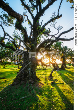 Fanal forest on Madeira island, Portugal 116378425