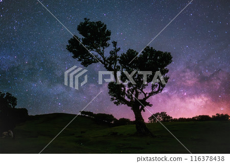 Fanal forest on Madeira island in night with starry sky, Portugal Fanal forest on Madeira island in night with starry sky, Portugal 116378438