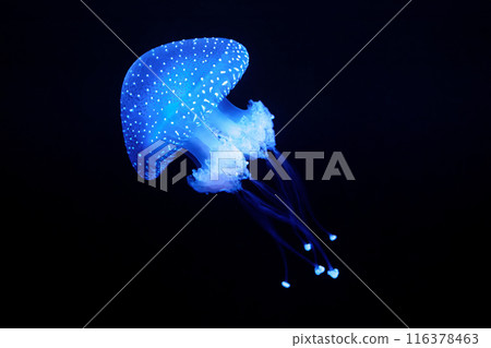 Tropical Jellyfish Phyllorhiza punctata white-spotted jellyfish underwater Tropical Jellyfish Phyllorhiza punctata white-spotted jellyfish underwater 116378463
