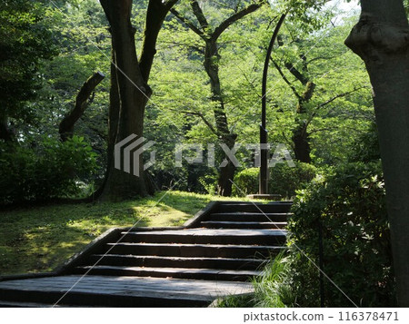 Scenery of Ueno Park Scenery of Ueno Park 116378471