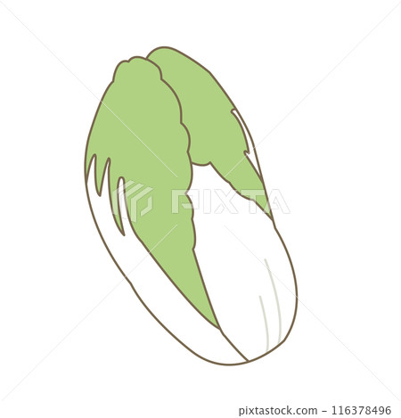 Simple Chinese cabbage illustration Simple Chinese cabbage illustration 116378496