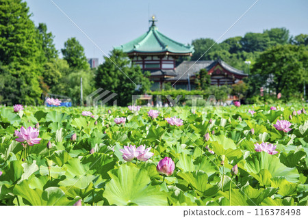 Tokyo Ueno Park Shinobazu Pond lotus flower Tokyo Ueno Park Shinobazu Pond lotus flower 116378498