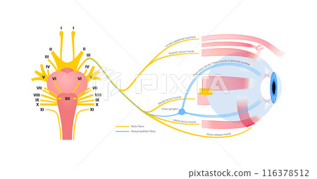 Oculomotor nerve poster Oculomotor nerve poster 116378512