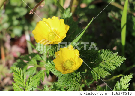 Adonis flowers shining in the winter sun 116378516