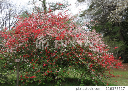 盛開紅色和粉紅色花朵的散景 盛開紅色和粉紅色花朵的散景 116378517