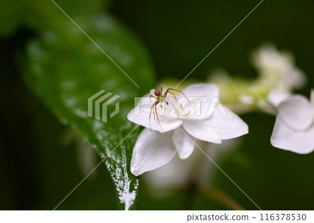 Spider on a hydrangea flower Spider on a hydrangea flower 116378530