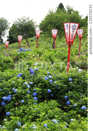 Tokamachi City Hydrangea Park Tokamachi City Hydrangea Park 116378531