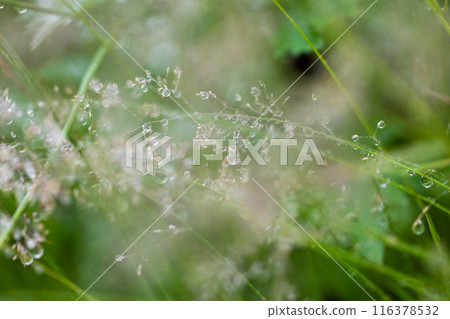 在早晨露水弄濕的濕草 在早晨露水弄濕的濕草 116378532