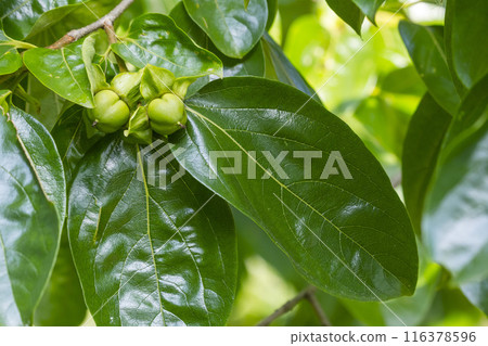 Persimmon tree beginning to bear fruit Persimmon fruit Persimmon tree beginning to bear fruit Persimmon fruit 116378596