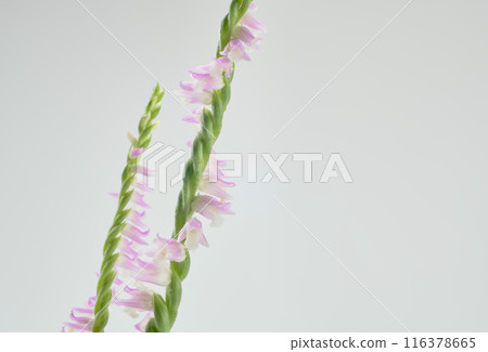 A cute and vibrantly colored screw plant A cute and vibrantly colored screw plant 116378665