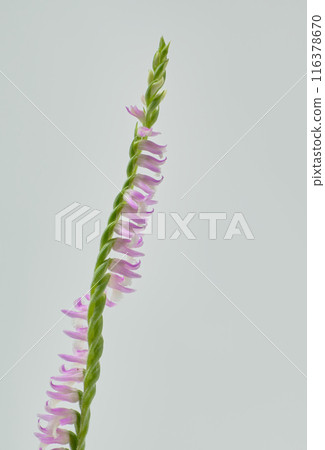 A cute and vibrantly colored screw plant A cute and vibrantly colored screw plant 116378670