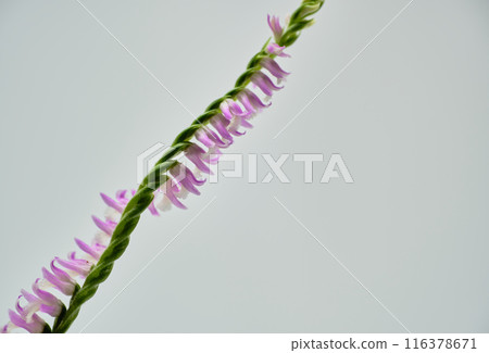 A cute and vibrantly colored screw plant A cute and vibrantly colored screw plant 116378671