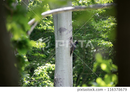 初夏,黑啄木鳥在森林裡忙著畫畫 初夏,黑啄木鳥在森林裡忙著畫畫 116378679