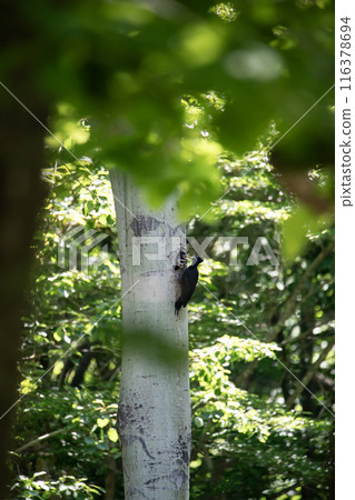 A black woodpecker busy painting in the early summer forest 116378694
