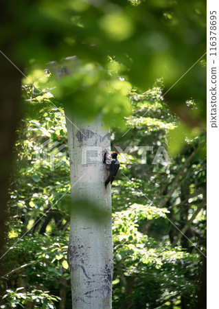 A black woodpecker busy painting in the early summer forest 116378695