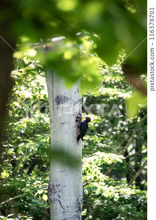 A black woodpecker busy painting in the early summer forest 116378701