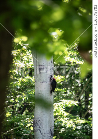 A black woodpecker busy painting in the early summer forest 116378702