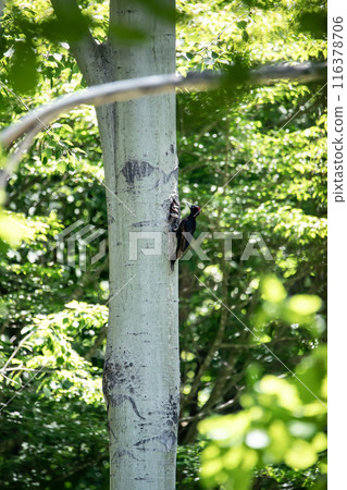 A black woodpecker busy painting in the early summer forest 116378706