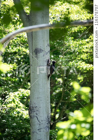 A black woodpecker busy painting in the early summer forest 116378707