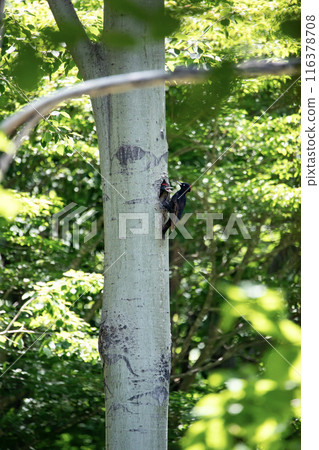 A black woodpecker busy painting in the early summer forest A black woodpecker busy painting in the early summer forest 116378708