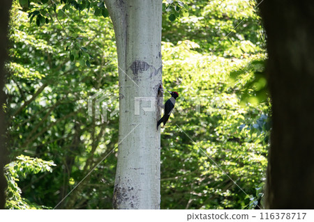 A black woodpecker busy painting in the early summer forest 116378717
