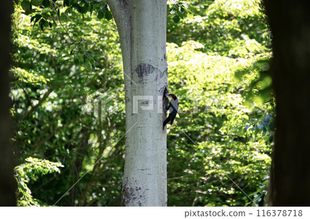 A black woodpecker busy painting in the early summer forest A black woodpecker busy painting in the early summer forest 116378718
