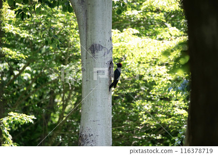 初夏,黑啄木鳥在森林裡忙著畫畫 初夏,黑啄木鳥在森林裡忙著畫畫 116378719