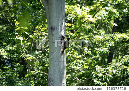 A black woodpecker busy painting in the early summer forest A black woodpecker busy painting in the early summer forest 116378726