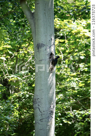 A black woodpecker busy painting in the early summer forest A black woodpecker busy painting in the early summer forest 116378728