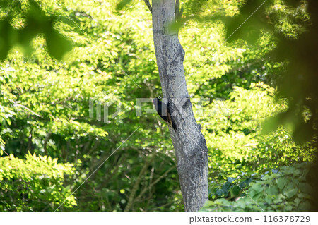 A black woodpecker busy painting in the early summer forest A black woodpecker busy painting in the early summer forest 116378729