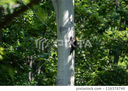 初夏，黑啄木鳥在森林裡忙著畫畫 116378740
