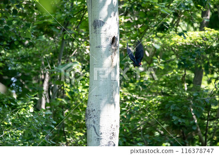 初夏,黑啄木鳥在森林裡忙著畫畫 初夏,黑啄木鳥在森林裡忙著畫畫 116378747