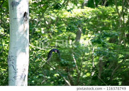 初夏,黑啄木鳥在森林裡忙著畫畫 初夏,黑啄木鳥在森林裡忙著畫畫 116378749