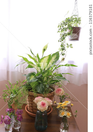 Planting foliage plants Planting foliage plants 116379181