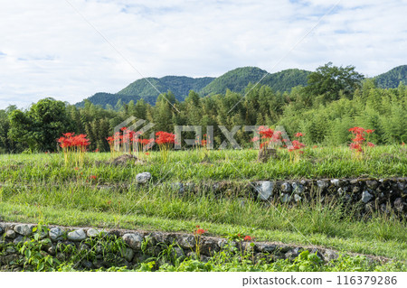 Red spider lilies blooming on Ohara Women's Path in Ohara, Kyoto 116379286
