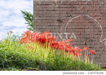 Red spider lilies blooming on Ohara Women's Path in Ohara, Kyoto 116379288