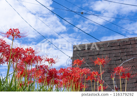 Ohara, Kyoto - Ohara Women's Path - Autumn sky and red spider lilies 116379292