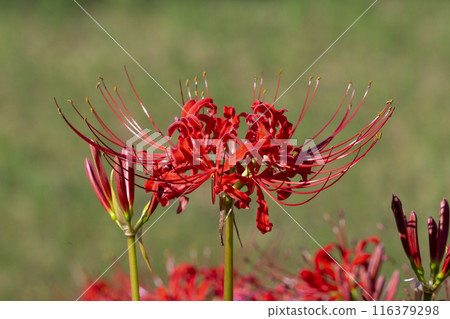 京都大原：大原女子路上盛開的紅蜘蛛百合 116379298